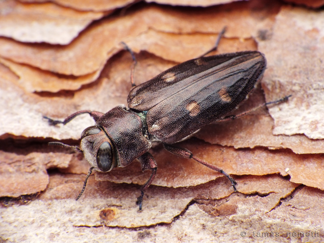 Chrysobothris solieri