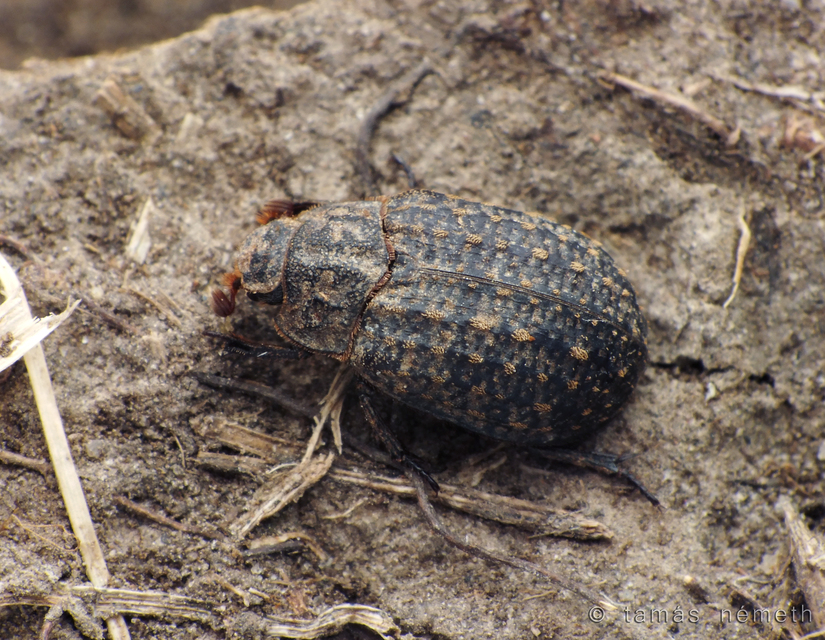 Trox sabulosus - közönséges irhabogár