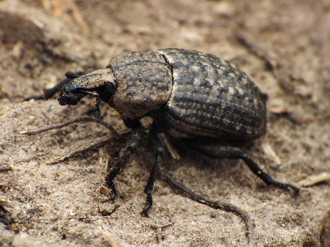Minyops variolosus - nyugati bordásormányos