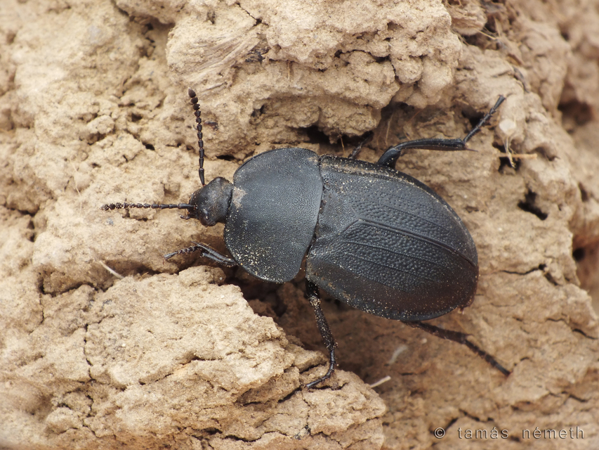 Silpha obscura - közönséges dögbogár