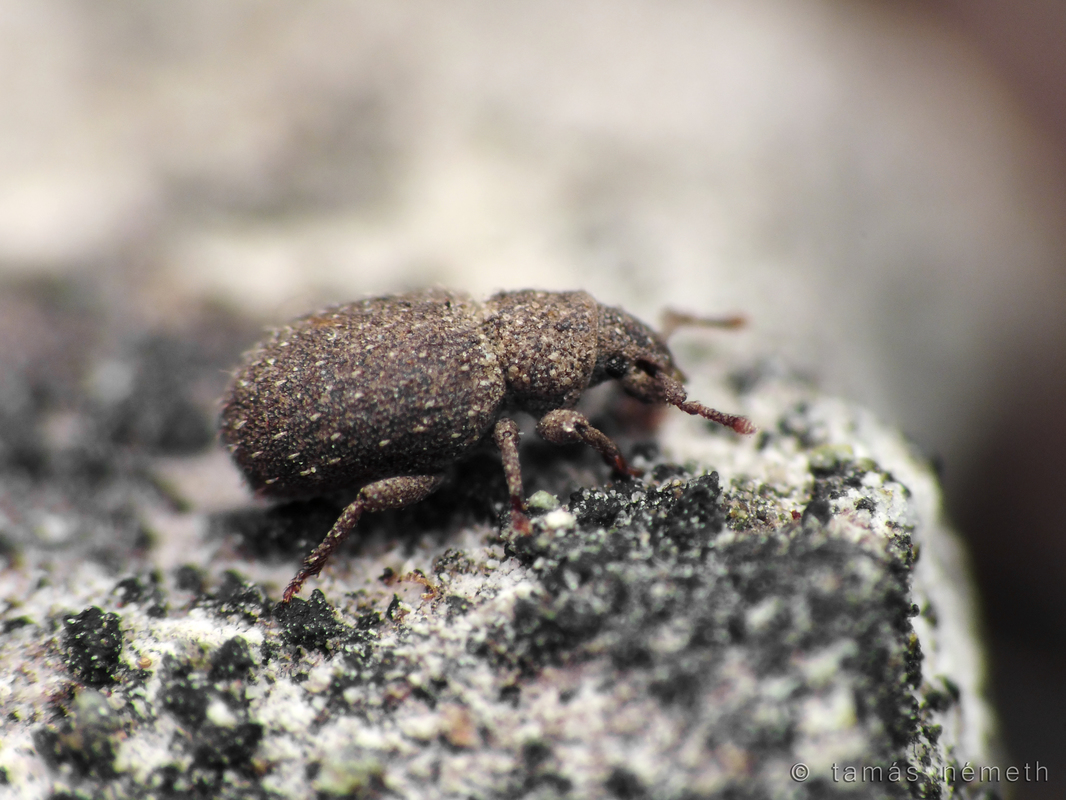 Trachyphloeus spinimanus - töviseslábú éjiormányos