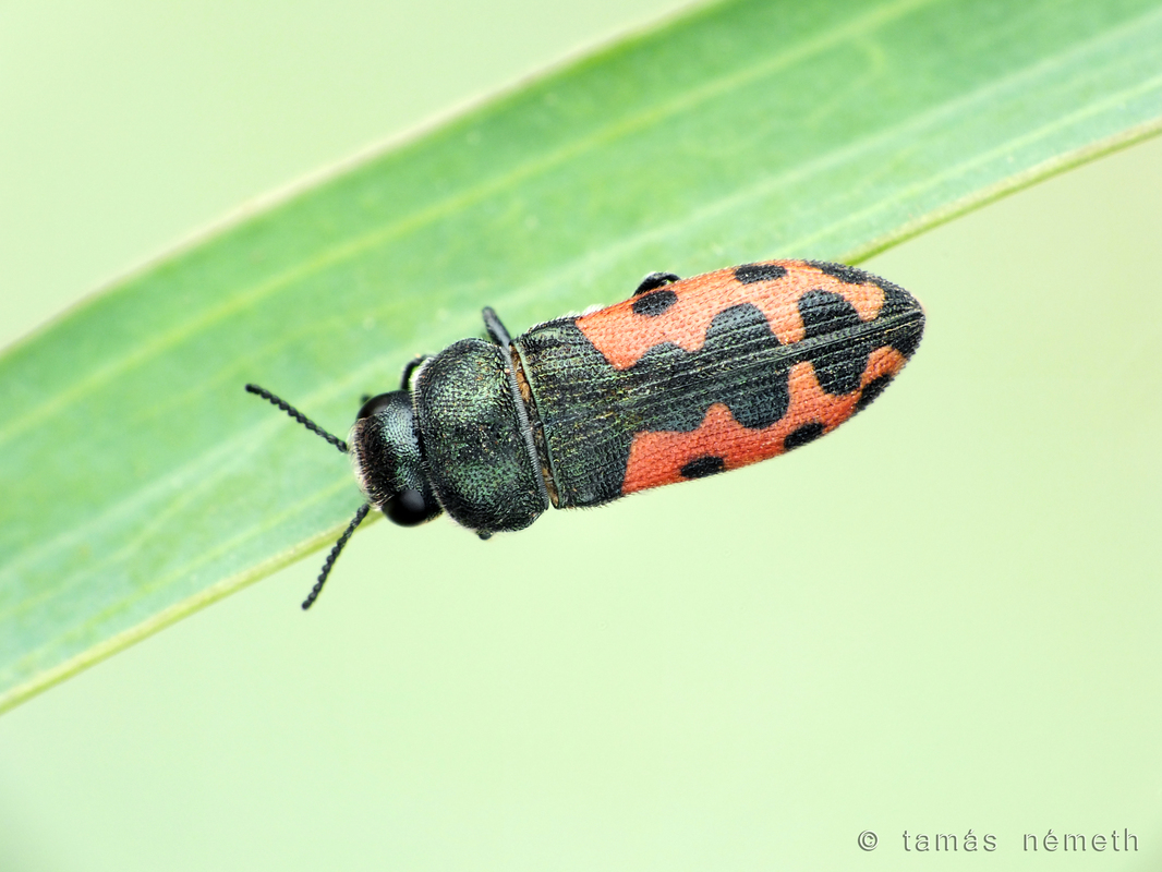 Acmaeodera ottomana