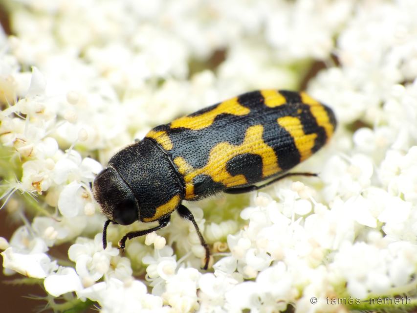 Acmaeodera