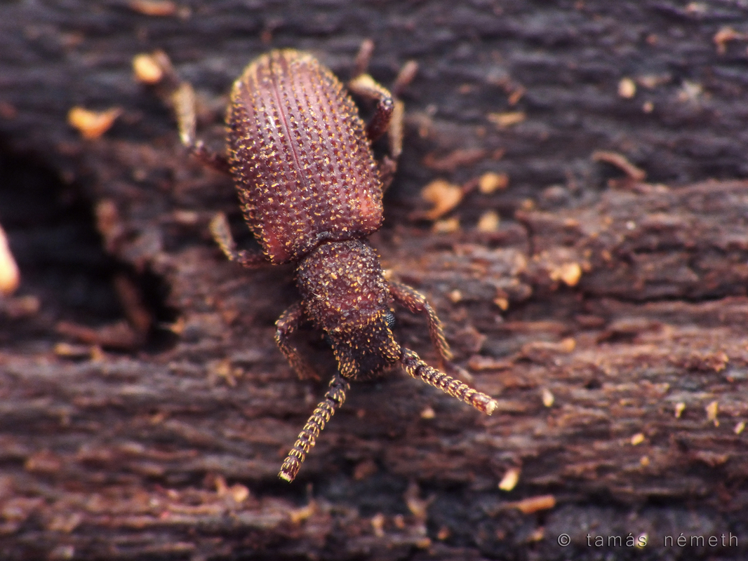 Rhopalocerus rondanii