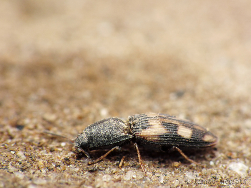 Negastrius sabulicola - díszes fövenypattanó