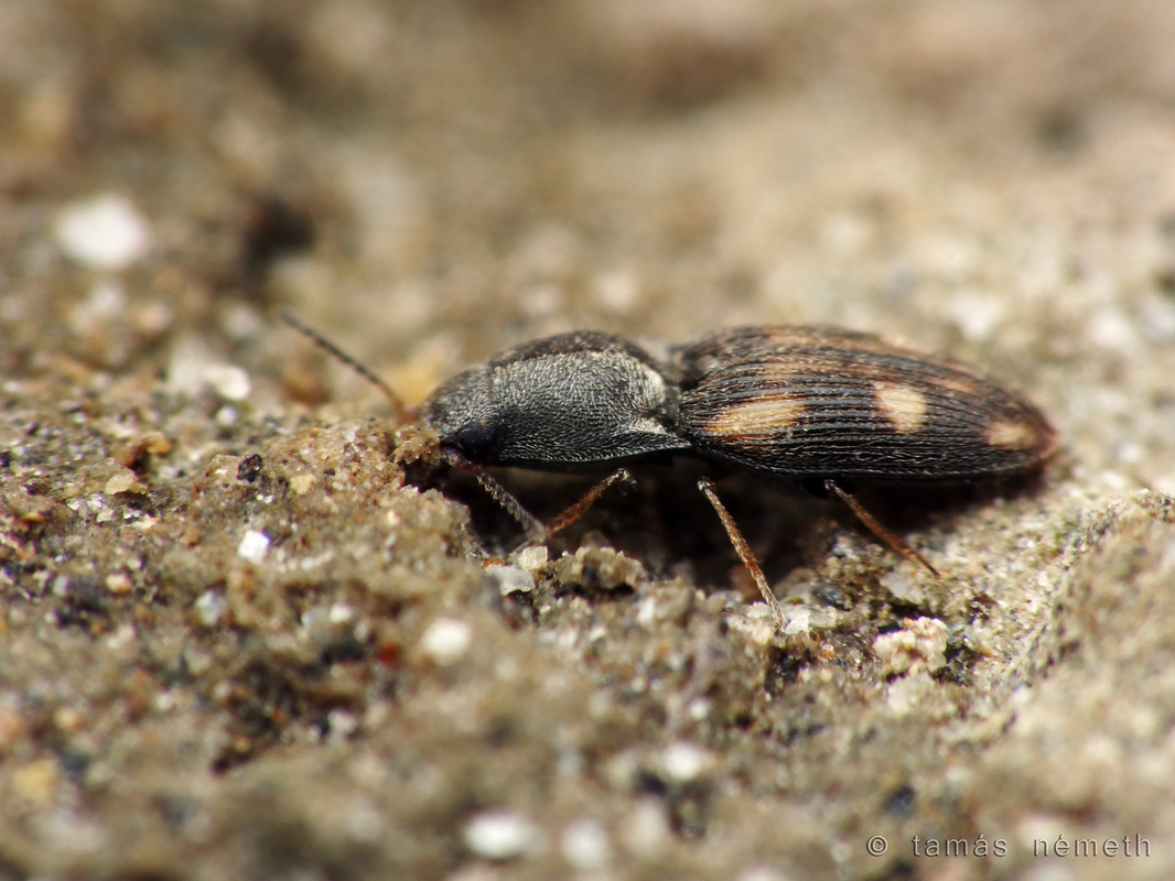 Negastrius pulchellus - tarka fövenypattanó