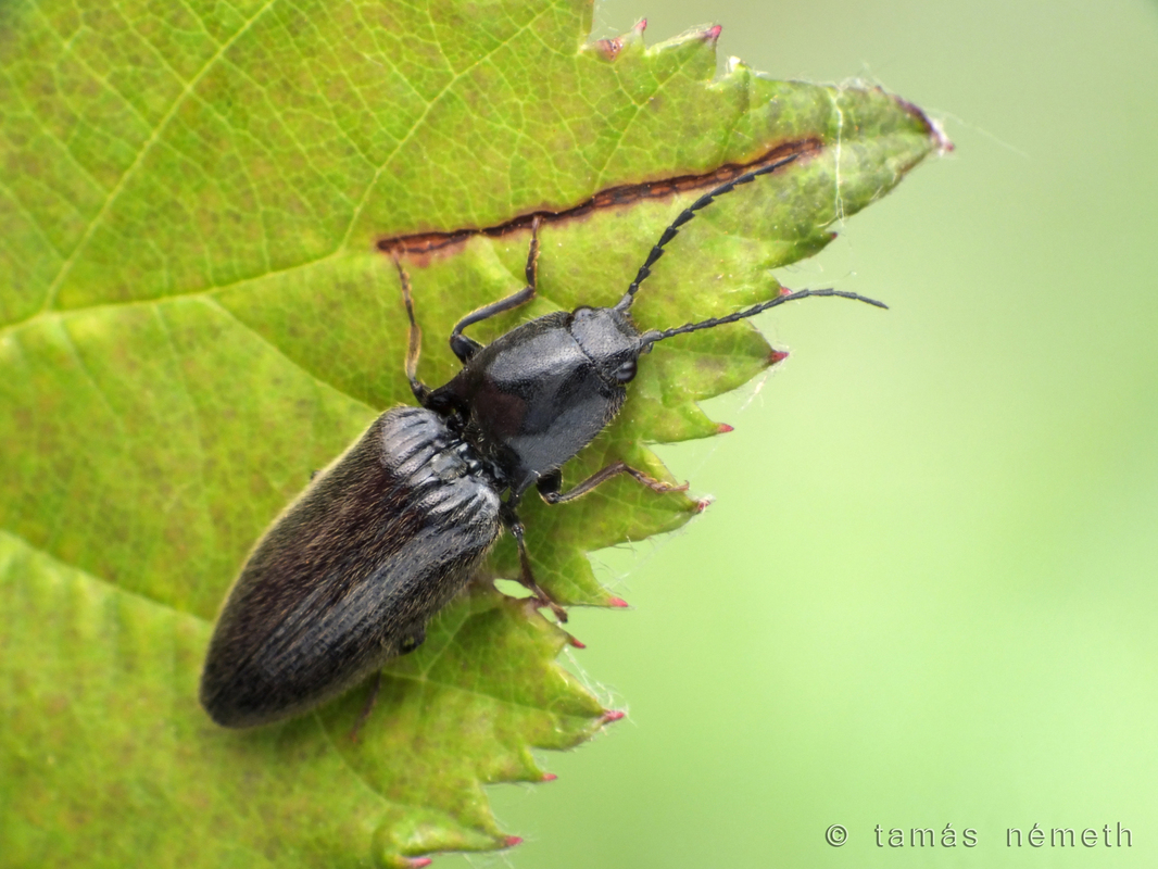 Hemicrepidius hirtus - borzas pattanó