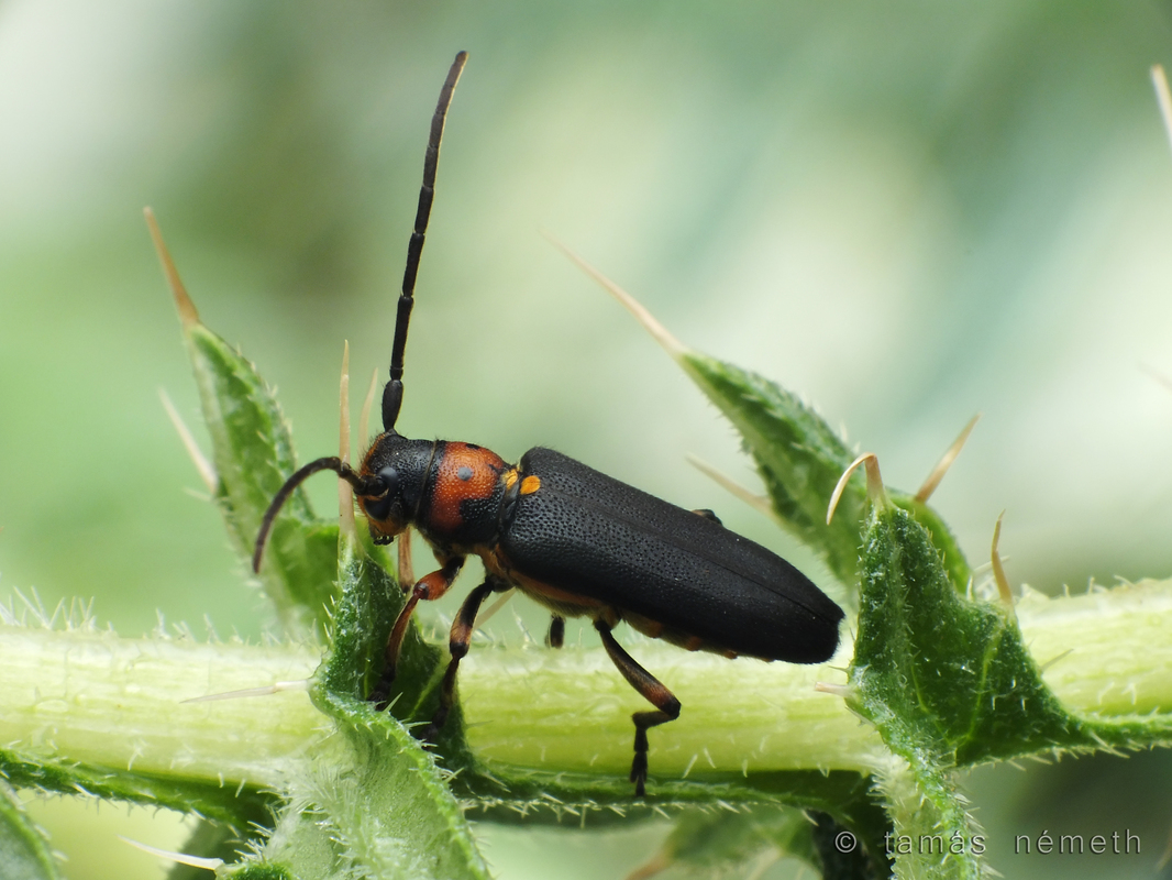 Phytoecia astarte perrini