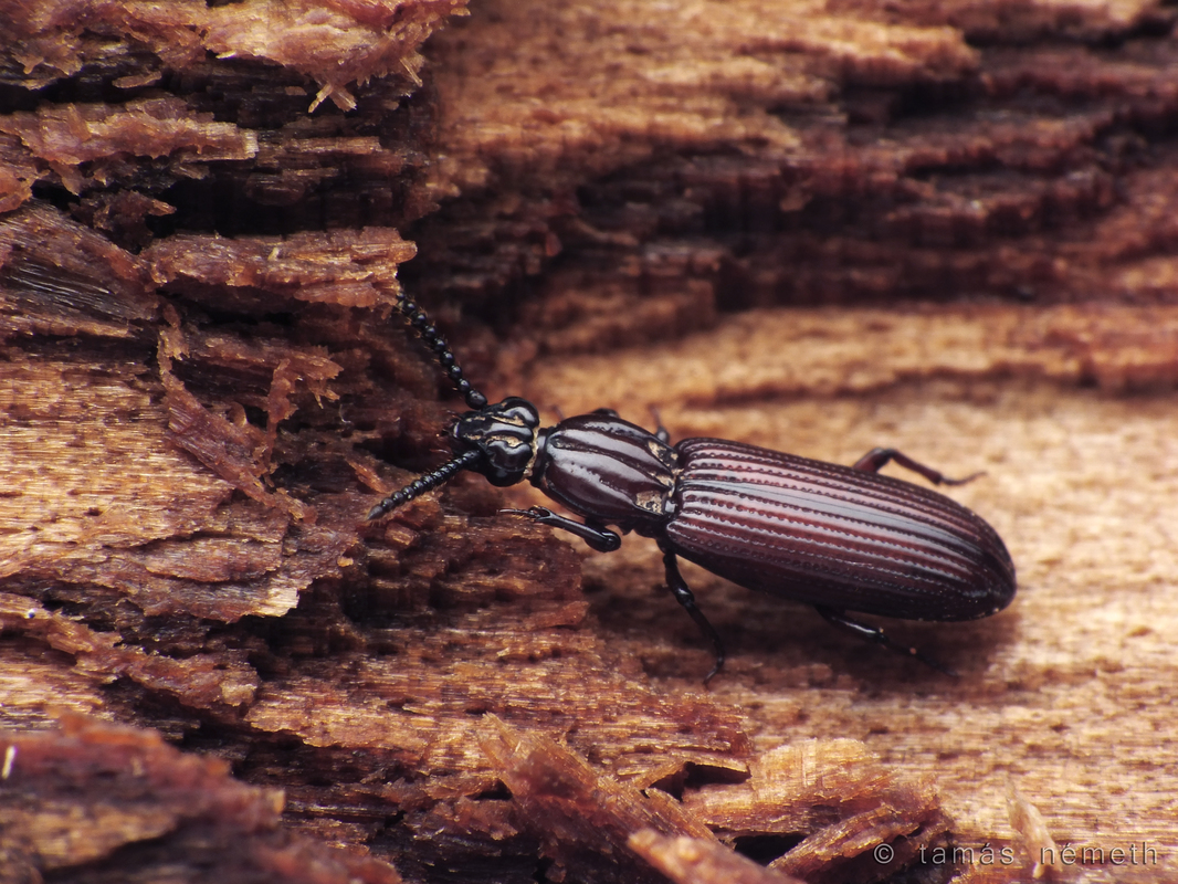 Rhysodes sulcatus - kerekvállú állasbogár