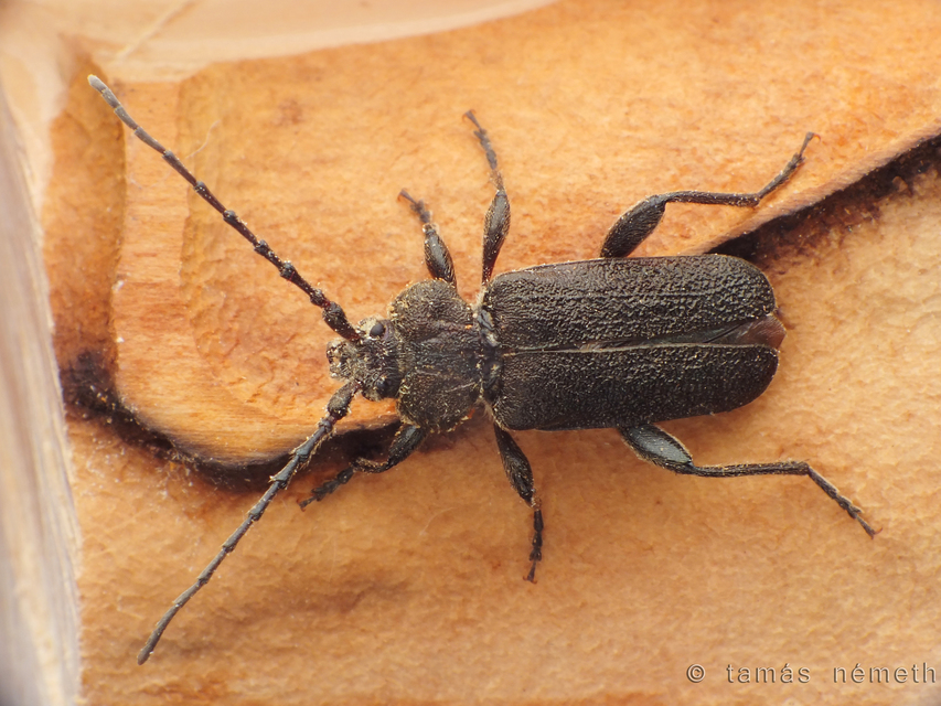 Callidium libani