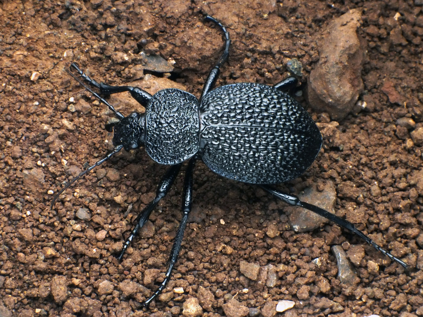 Carabus syriacus phoeniceus