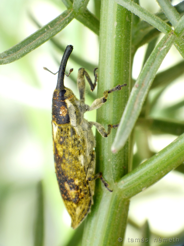 Lixus rectodorsalis