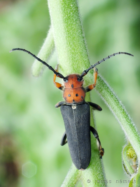 Phytoecia wachanrui