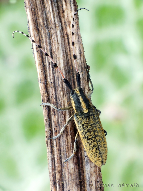 Agapanthia dahli mutinensium