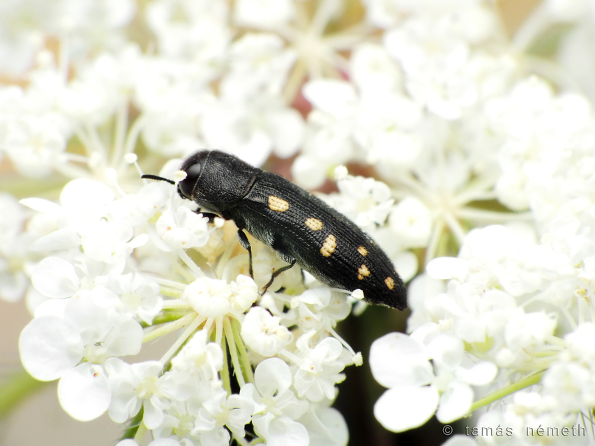 Acmaeodera saxicola