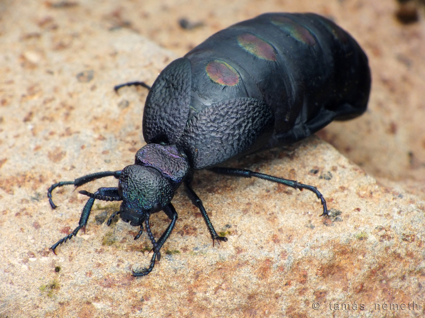Meloe variegatus - pompás nünüke