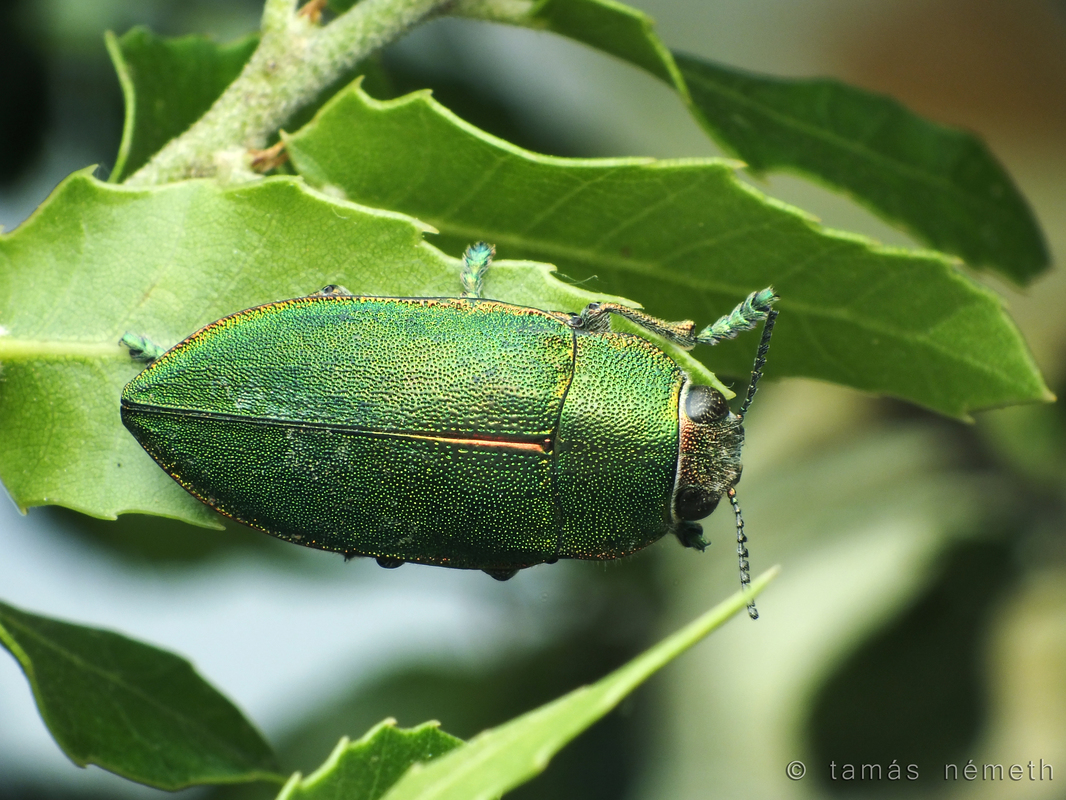 Perotis chlorana