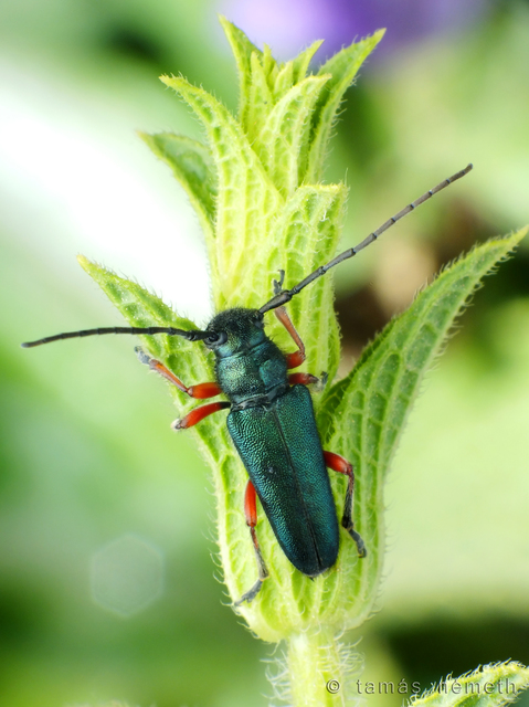 Phytoecia alziari