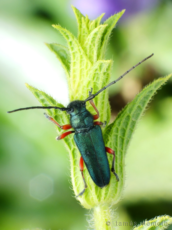 Phytoecia alziari
