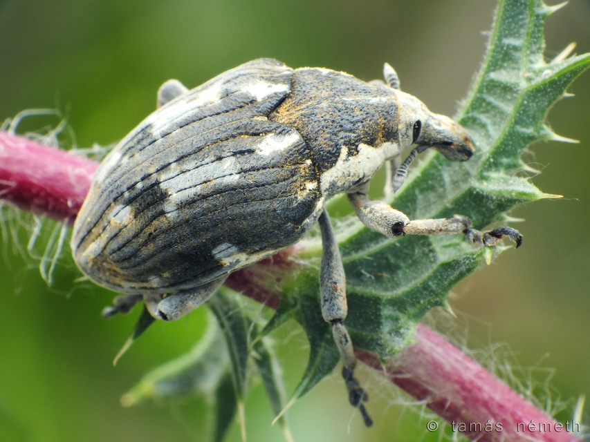 Larinus onopordi