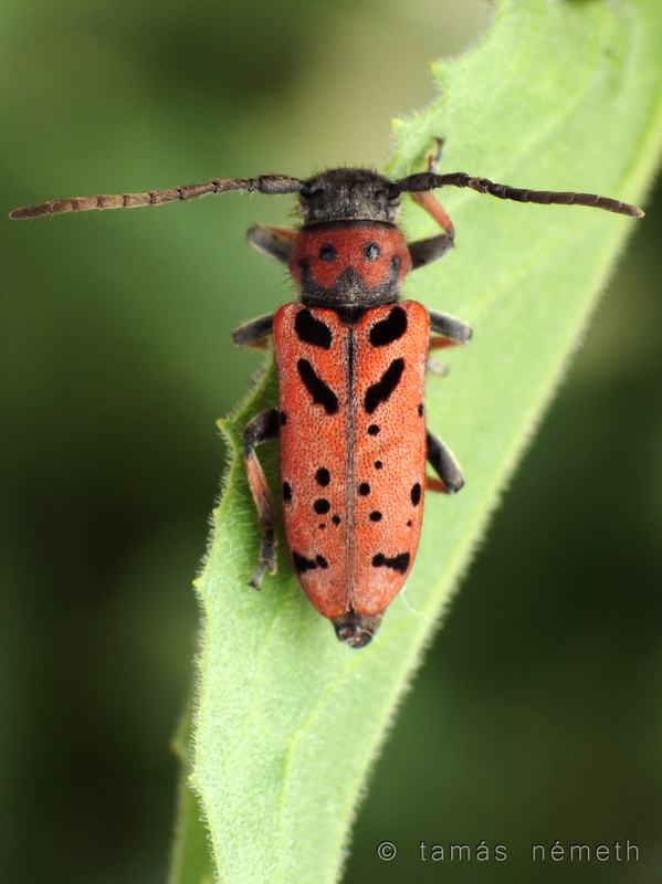 Phytoecia armeniaca