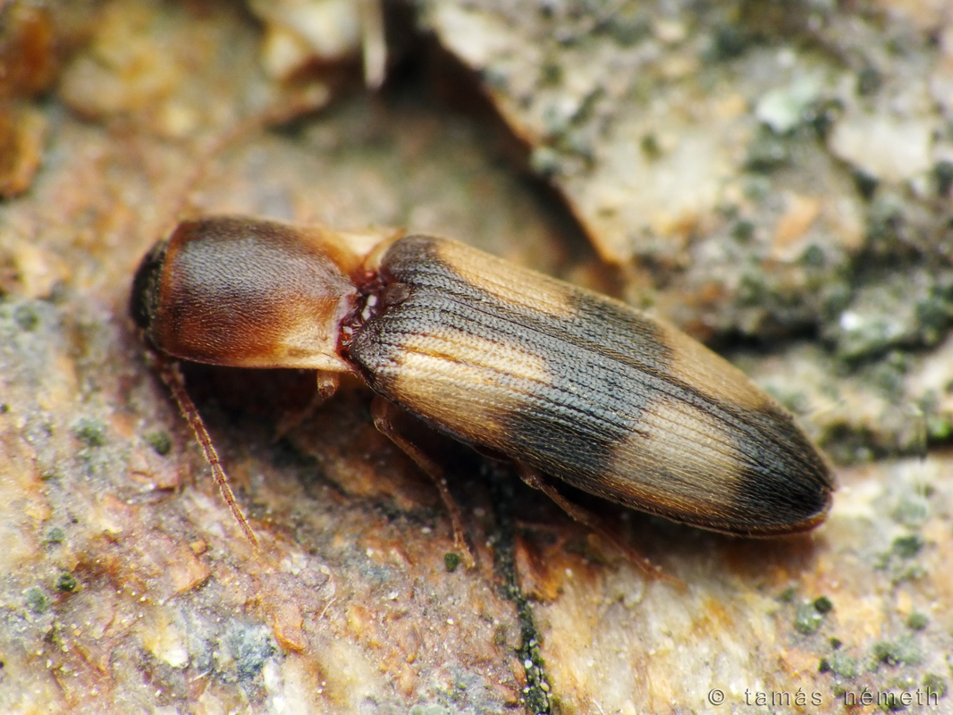 Betarmon bisbimaculatus - kerekfoltos pattanó