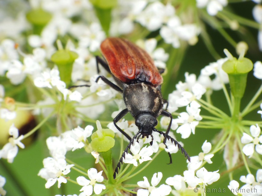 Anostirus atropilosus