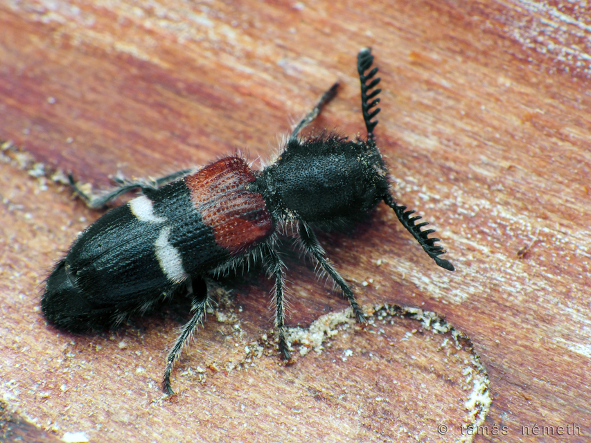 Flabellotilloidea palaestina