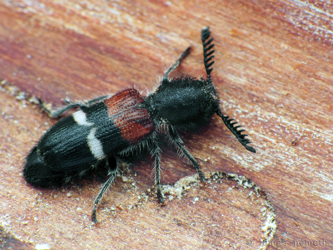 Flabellotilloidea palaestina