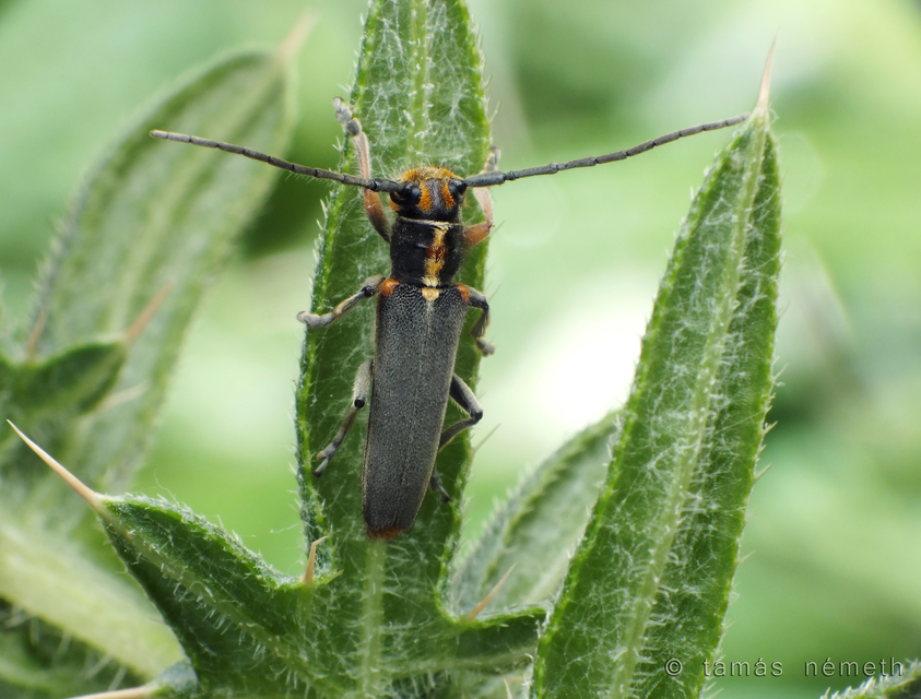 Phytoecia paulusi