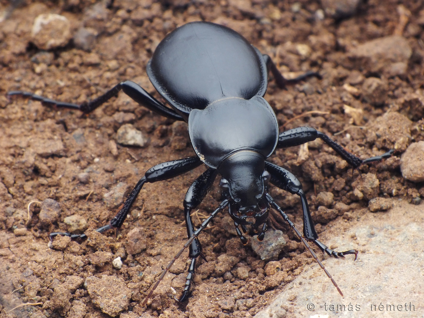 Carabus hemprichi