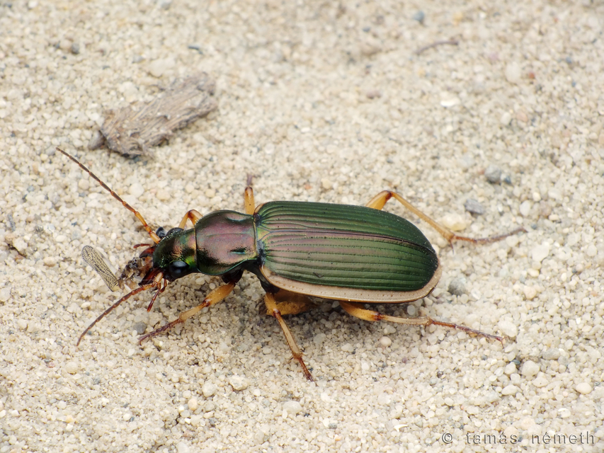 Chlaenius spoliatus - csupasz bűzfutó