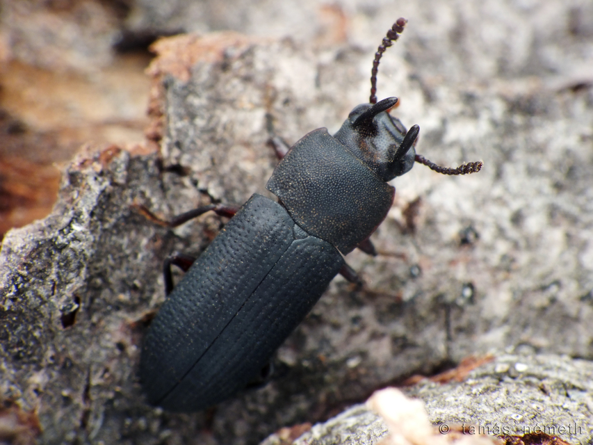 Cryphaeus laticeps