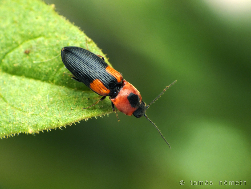 Cardiophorus kindermanni
