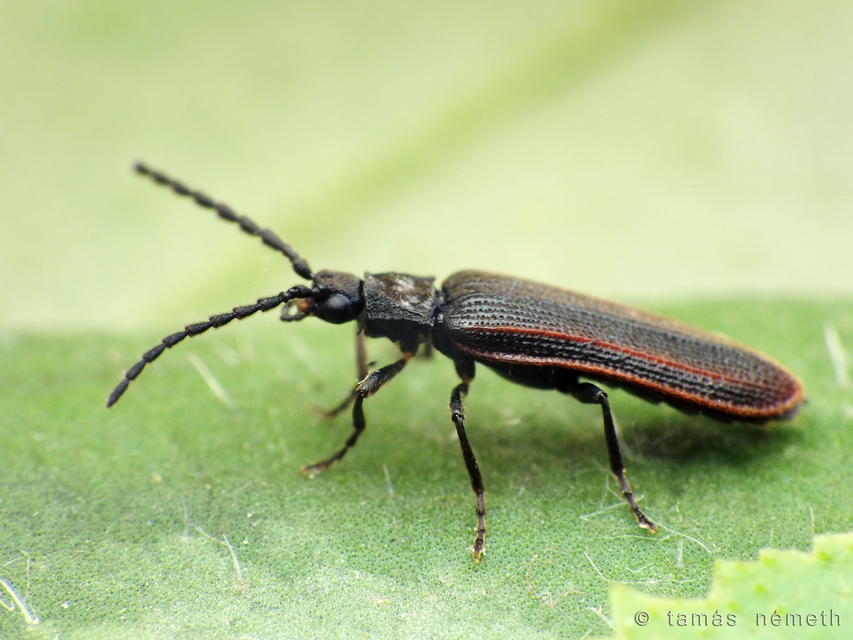 Omalisus fontisbellaquaei - közönséges álhajnalbogár