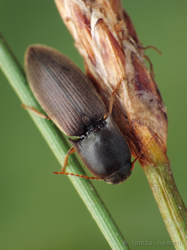 Agriotes medvedevi - sziki pattanó