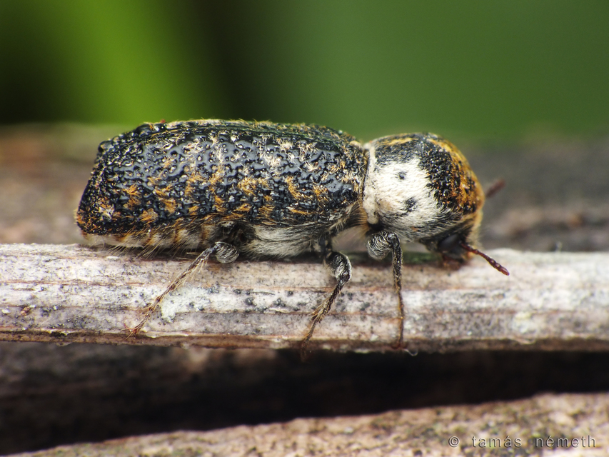 Amphicerus bimaculatus
