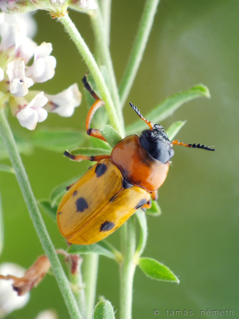 Tituboea macropus - dárdahere-zsákhordóbogár