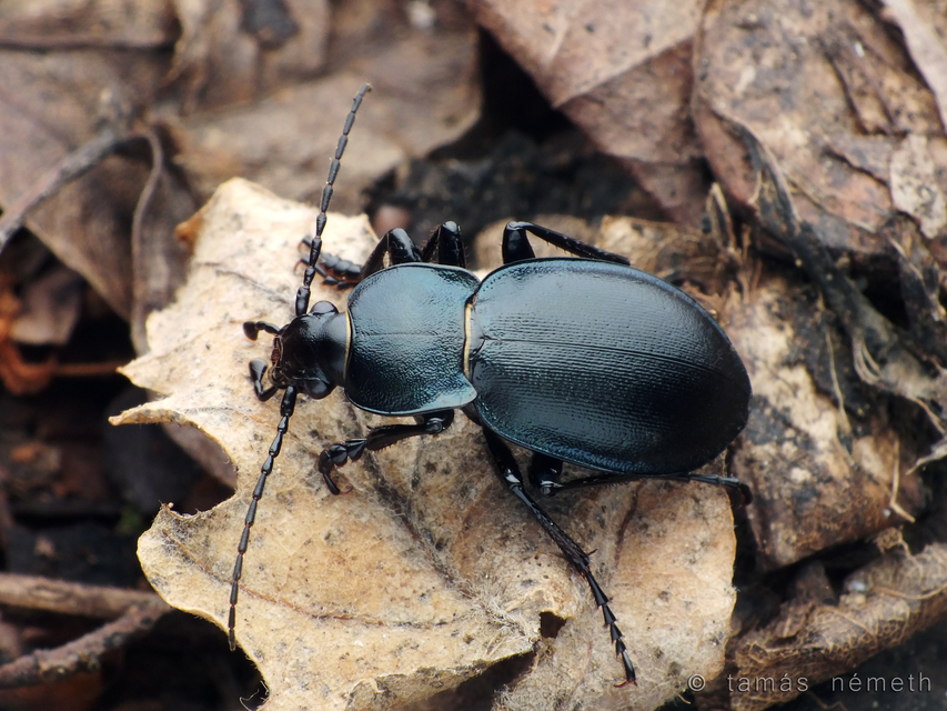 Carabus convexus - selymes futrinka