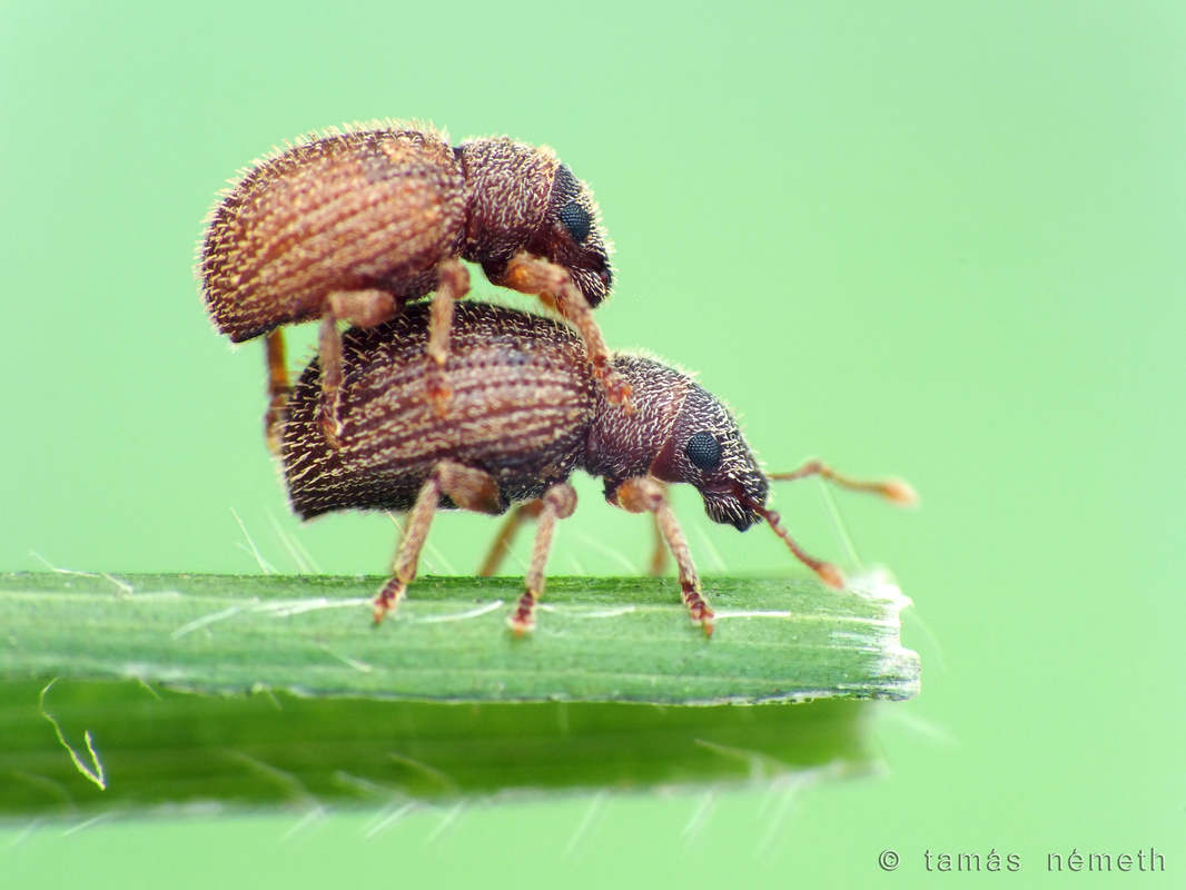 Brachysomus slovacicus - szlovák gyepormányos