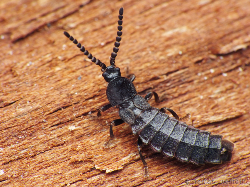 Phosphaenus hemipterus - törpe szentjánosbogár