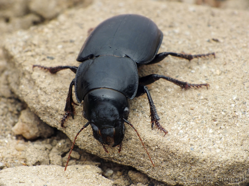 Acinopus ammophilus - nagy aknásfutó