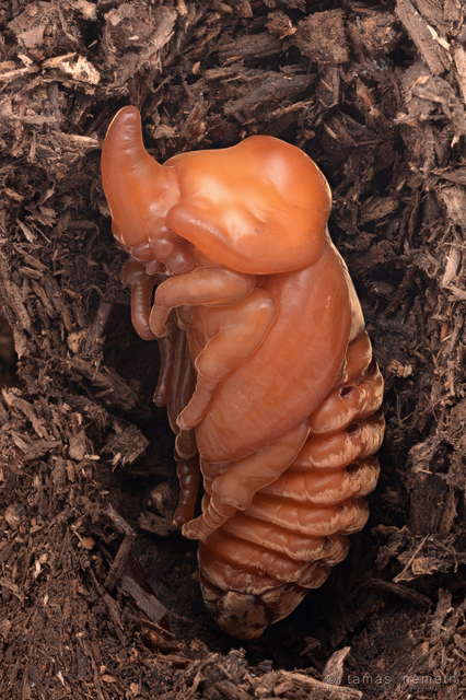 Oryctes nasicornis - orrszarvú bogár