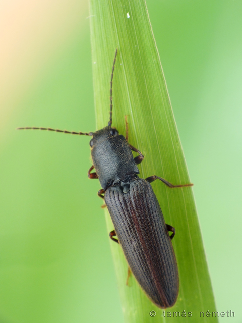 Athous apfelbecki - Apfelbeck-pattanó