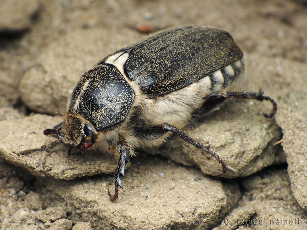 Anoxia pilosa - pusztai cserebogár