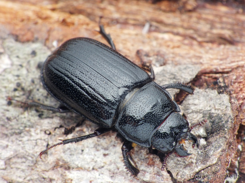 Ceruchus chrysomelinus