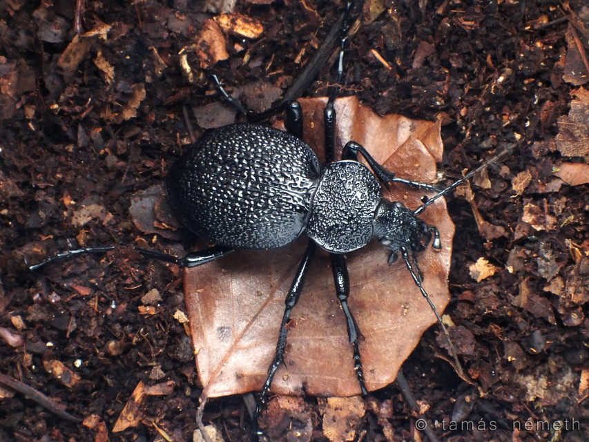 Carabus gigas