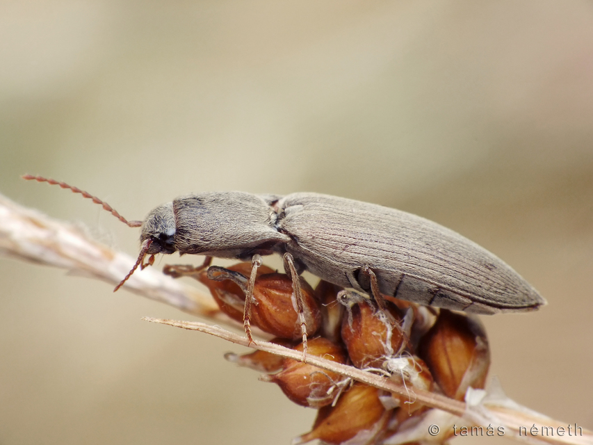 Agriotes modestus - szürke pattanó