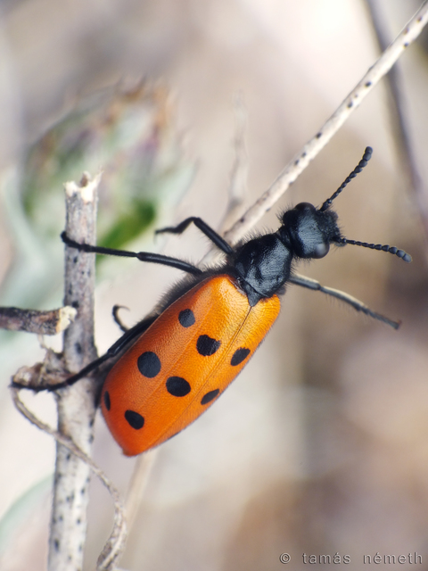 Mylabris crocata - pettyes hólyaghúzó Mylabris crocata - pettyes hólyaghúzó