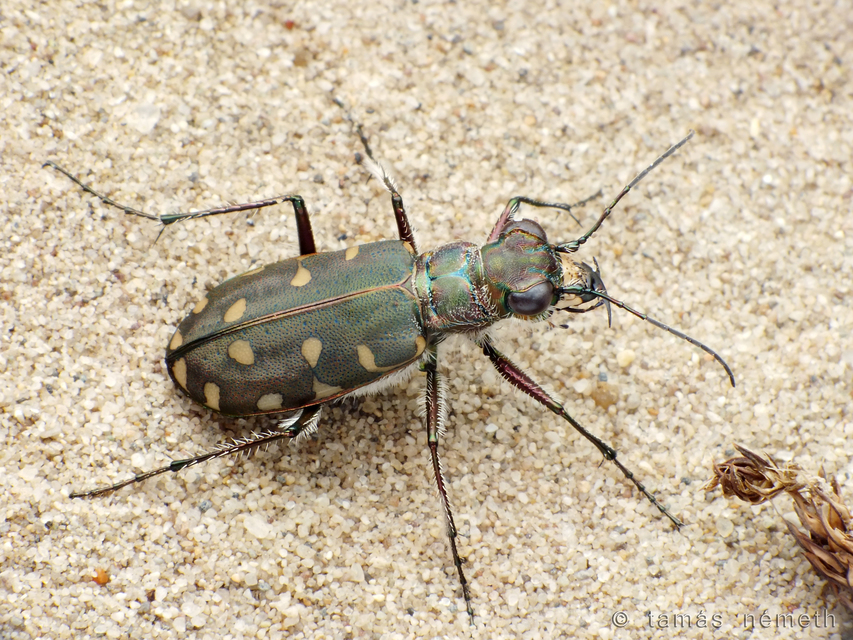 Calomera littoralis nemoralis - sziki homokfutrinka